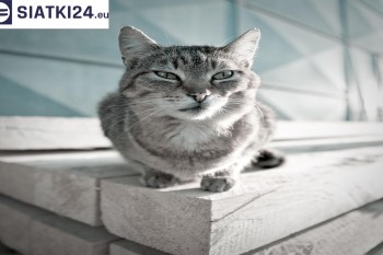 Siatki Otwock - Siatka na balkony dla kota i zabezpieczenie dzieci dla terenów Otwocka